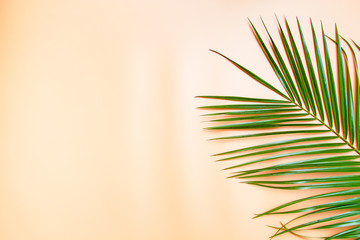 Palm branch on the table