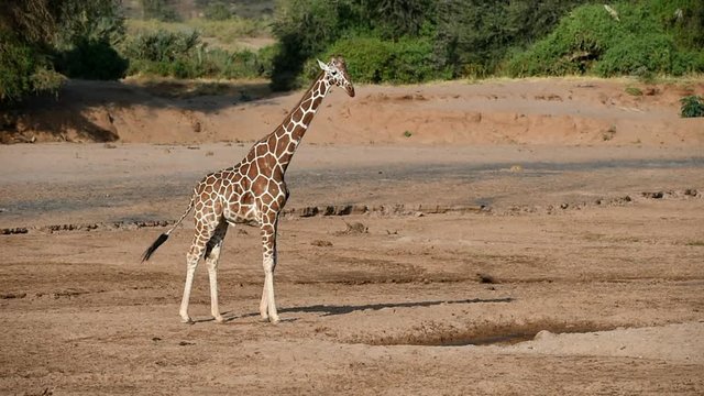 Giraffe am Wasserloch