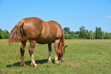 the horse grazes in the field