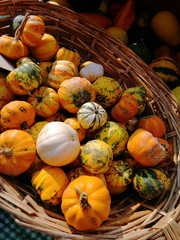 Sun-yellow pumpkin