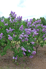 Obraz premium Lilacs in the spring