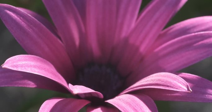Macro photograph of a beautiful flower with purple red petals. African pink daisy (Dimorphotheca pluvialis).
