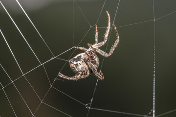 Orb Weaver Repairing Web