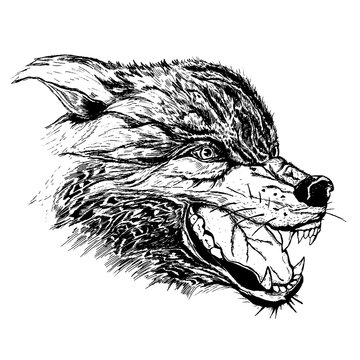 wolf drawing