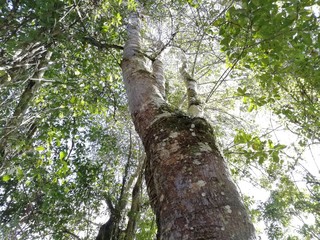 Follaje del pulm&oacute;n verde.