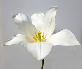 Tulipa Clearwater, Tulpenbluete