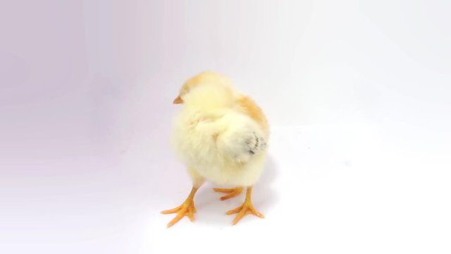 Two chicken playing, prinking, stretching. FullHD 1080p, isolated on white.