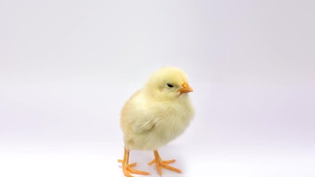 Lonely little chicken loudly cheeps at camera. FullHD 1080p, isolated on white.