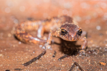 California Newt Portrait