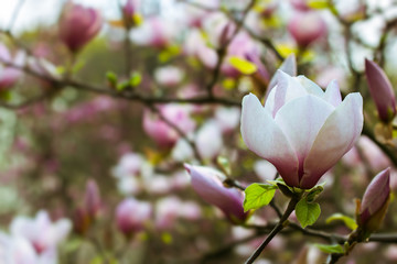Beautiful white magnolia tree blooming in the spring