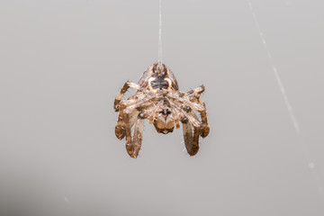 Orb Weaver Hanging Out