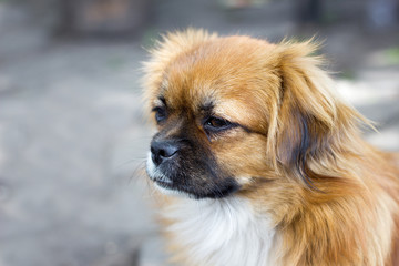Pekingese closeup, brown dog in the home yard