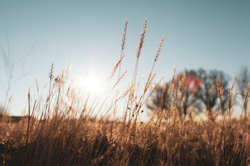 wheat field at the sunset