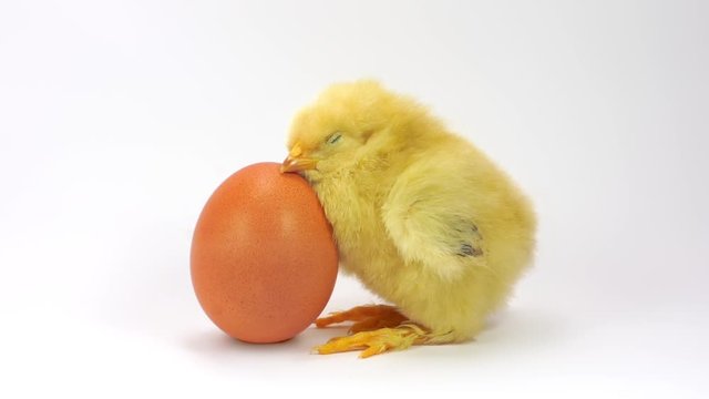 Happy baby chicken sleeps hugging the egg. FullHD 1080p, isolated on white.