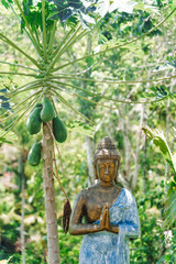 Buddha statue on a background of papaya tree and jungle. Cafe in the jungle. Tropical trees, palm trees , and bamboo thickets.