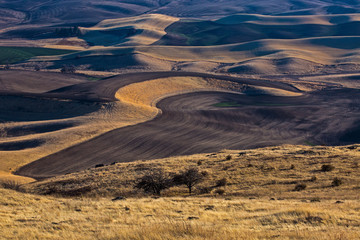 Palouse Farmland