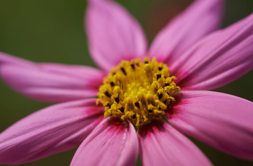Close-up view of pink cosmos flower
