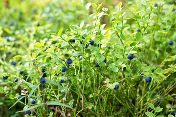 Wild fresh organic blueberry bush in forest.