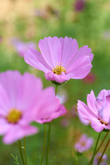 Obraz premium Close-up view of pink cosmos flower