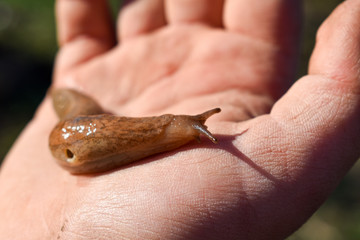 snail without shell (limax), held in the palm. harmful to vegetable crops.close up.