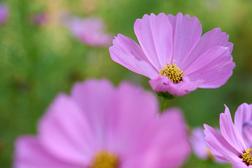 Fototapeta premium Close-up view of pink cosmos flower