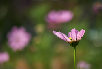 Obraz premium Close-up view of pink cosmos flower