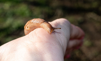 snail without shell (limax), held in the palm. harmful to vegetable crops.close up.