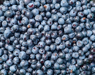 Fototapeta na wymiar Wild forest blueberry harvesting.