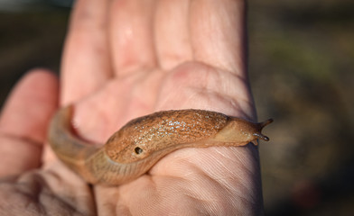 snail without shell (limax), held in the palm. harmful to vegetable crops.close up.