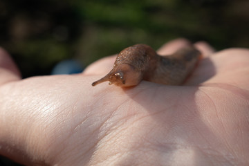 snail without shell (limax), held in the palm. harmful to vegetable crops.close up.