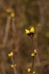 Leaf buds that open, leaf buds in spring, early spring time