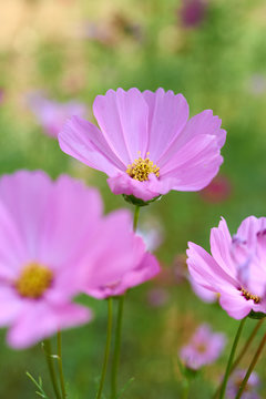 Close-up view of pink cosmos flower