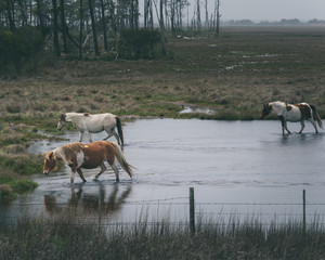 Horses