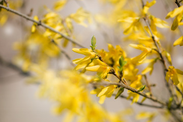 Yellow blooming Forsythia flowers in spring close up