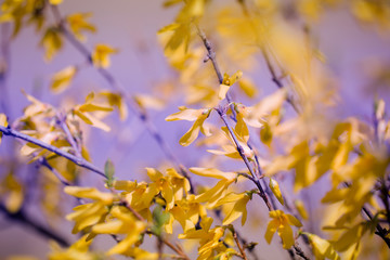 Yellow blooming Forsythia flowers in spring close up