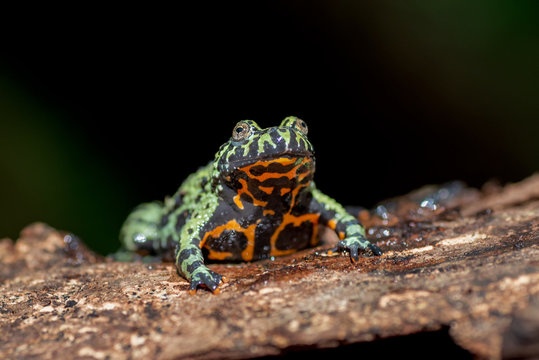 Fire belly frog