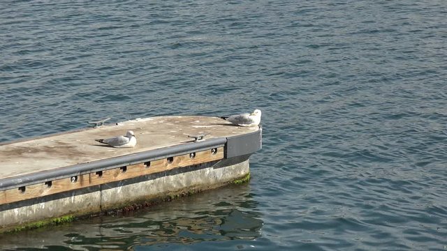 Seagulls resting on a narrow dock extending out into a bay of water