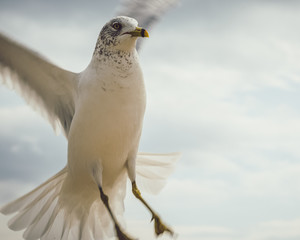 Seagull