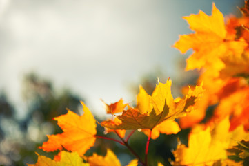 Naklejka na ściany i meble Yellow maple leaves against the sky. Beautiful autumn nature background. Selective focus