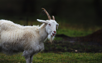 A bleating white goat with horns curved in different directions.
