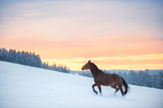A Westphalian horse walks through high snow. The snow splashes up. In the background is a forest. The sky is orange and pink, it's sunset in the Sauerland.
