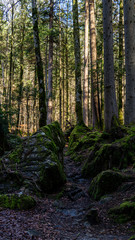 path in the forest