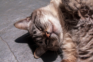 Gato Bernardo IMG_0377