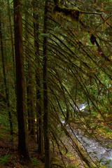 Dark wet forest in rainy weather in autumn season at Panther Creek in the Washington state.