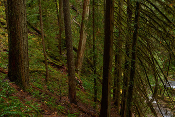 Dark wet forest in rainy weather in autumn season at Panther Creek in the Washington state.