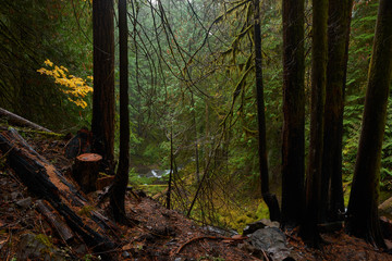 Fototapeta premium Dark wet forest in rainy weather in autumn season at Panther Creek in the Washington state.