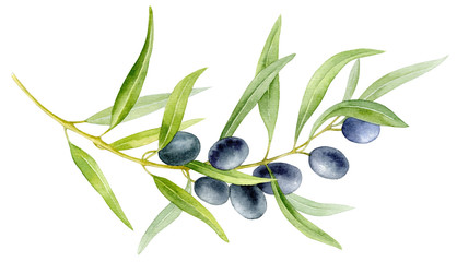 Obraz na płótnie Canvas Watercolor illustration. A long curved branch with black olives and leaves.