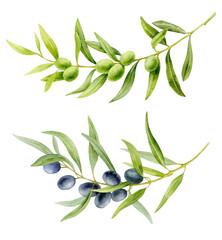 Watercolor illustration. Set of olive branches. Long curved branches with green and black olives and leaves on a white background.