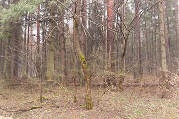 Cloudy rainy day in forest in early spring with melting snow on the path, naked ground and mist among trees