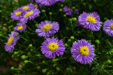 Obraz premium Large Erigeron Bush - purple Aster flowers //Close-up of Erigeron - purple Aster flowers